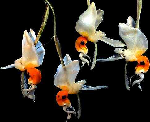 Stanhopea embrea